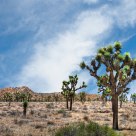 Desert Forest